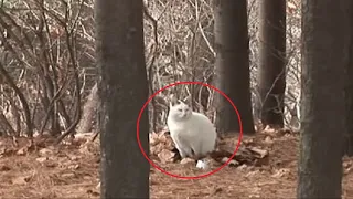 Брошенный кот ждал хозяина в лесу, толстея по непонятным причинам, но потом всё стало ясно