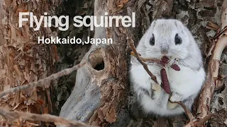 Flying squirrel. エゾモモンガ