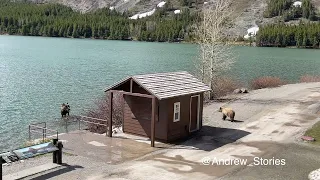 Glacier National Park: Grizzly vs  Moose