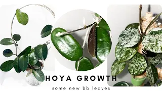 New Growth on My Hoyas! Check out some baby leaves with me!