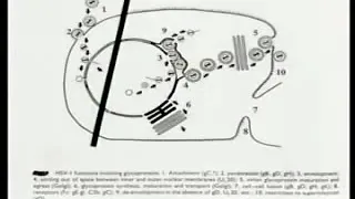 3.14. Herpes Virus-I - Medical Microbiology