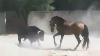 10 CABALLOS Que Se ENFRENTARON A Otros ANIMALES