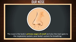 how our nose works | how the nose works | sense organ