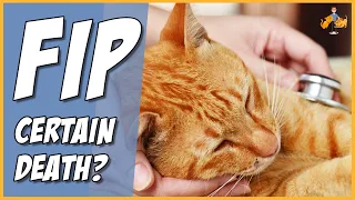 FIP in Cats: The Complete Guide (and new treatment option)