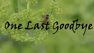 ANATHEMA - One Last Goodbye (Lyrics Video)