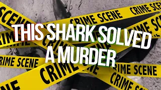 this shark solved a murder