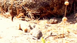 Slender mongoose eats eye out of baby klipspringer while it is still alive.mp4