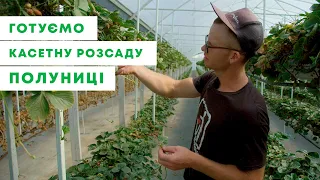 КАСЕТНА РОЗСАДА ПОЛУНИЦІ | Як правильно обрати вусики для розсади? | Agro-Market.ua