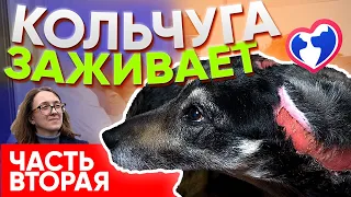 Продолжение "Кольчуги" - выжившая после нападения волков