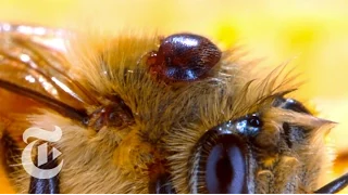 Colony Collapse: The Mystery of the Missing Bees | Retro Report | The New York Times