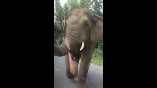 Встреча дикого слона в тайланде