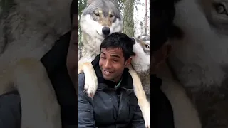 Happy Wolves Give Guy Kisses!
