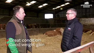 Feeding for Success with Islavale Simmentals