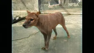 AI Colorized | Thylacine - from Tasmania The Wonderland (1935) - DeOldify DAIN App