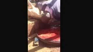 A man drinking blood-Turkana east