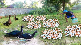 WOW WOW UNIQUE! Collect a lot of duck eggs in the village duck farm