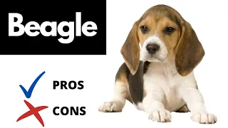 Beagle Pros And Cons (SHOCKING)