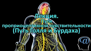 Пути проприоцептивной чувствительности. Путь Голля и Бурдаха. Лекция. Анатомия ЦНС