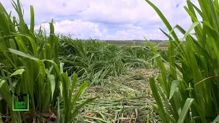 The King of Napier Grass variety - Super Napier Grass |Dairy farms - part 1|