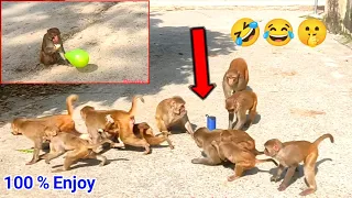 Dog sound vs Monkey Funny Prank | Monkey Balloon Prank Video #Monkeysvideos