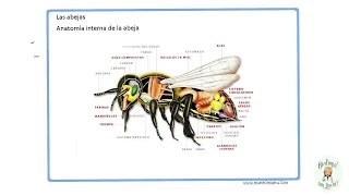 Los insectos. Características generales