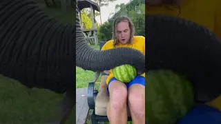 Elephant steals my watermelon #SHORTS #shortsfeed #shortvideoviralkaisekare