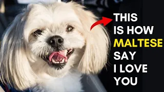 10 Signs that Your Maltese Dog Loves You But you Don't Know