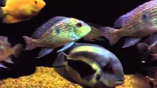 Uaru and Geophagus