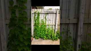 Beautiful Time Lapse of vines growing on my fence #timelapse #plants #tinygarden #fypシ #fyp