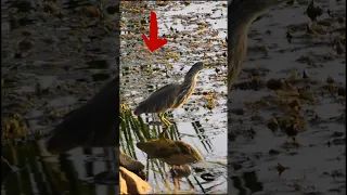 Amazing fishing heron still staying for fish #fishing #bird #nature