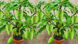 New Way To Graft Mangoe Tree grow Papaya , great ideas for propagation Mangoe trees,TOP VIDOS MANGO