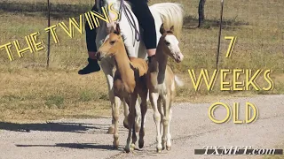 The Gaited Horse Twins - 7 Weeks Old