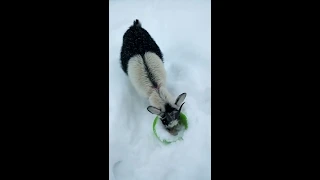Как живут козы зимой)