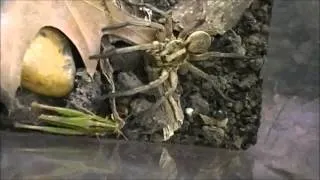 Carolina Wolf Spider Eats Grasshopper