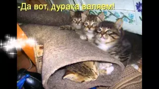 Веселая котомафия #3 Смешные кошки