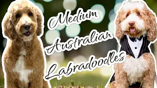 Finally Preparing For More Puppies!!  EmmaXMitchell | Medium Australian Labradoodles