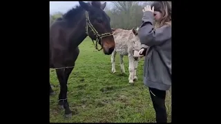 Donkey Laughs When Dog Gets Shocked By Electric Fence