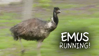 Emu Zoomies!