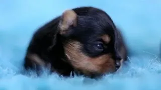 5 Day Old Yorkie Puppies Learning to Walk