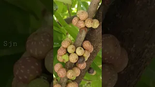 the fruit growing on the trunk#shorts #fruit