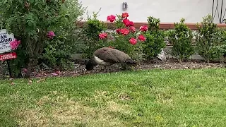 Scrappy Peacock, Junior Peacock, Pea-mamas and Peachicks