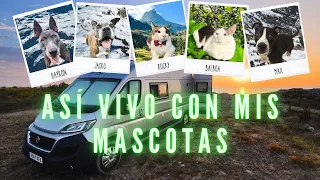 VANLIFE CON 5 ANIMALES 🚐🐾 | Mi experiencia en furgoneta camper