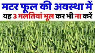 मटर की खेती | मटर फूल की अवस्था में यह 3 गलतियां ना करें | pea plant | matar ki kheti | Advance agri