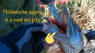 Поймали Щуку, а у неё во рту 😲 щука с Сюрпризом 🎁 Рыбалка на платнике Осенью #рыбалка