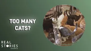 Does she own too many cats?!