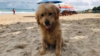 This poor dog waited for days on the beach for someone and finally became part of the lifeguard.