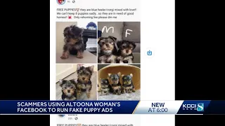 Puppy scam steals cash and Facebook information