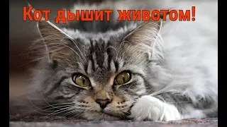 Кот дышит животом