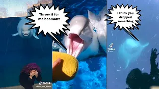 The Cutest Beluga Whales on the Internet 2023 | TikTok Compilation