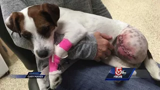 Dog possibly maimed during coyote attack